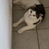 minou
