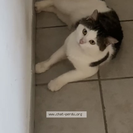 Photo 1/1 minou Chat perdu à Les abymes