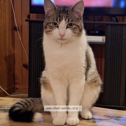 Photo de chat perdu à Poitiers