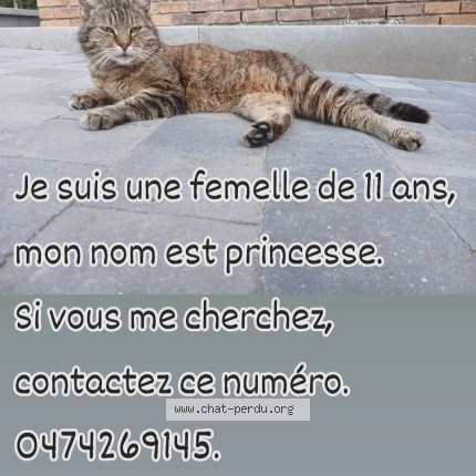 Photo 1/1 Chat trouvé Trouvé à Charleroi