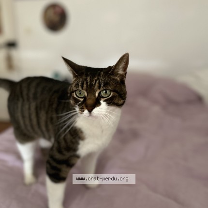 Photo de chat perdu à Mezy Sur Seine