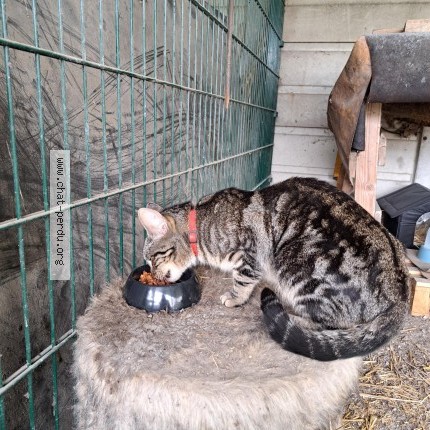 Photo 1/1 Chat trouvé Trouvé à Pierrelaye