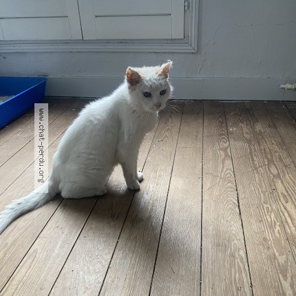 Photo 1/1 Chat trouvé Trouvé à Villemomble