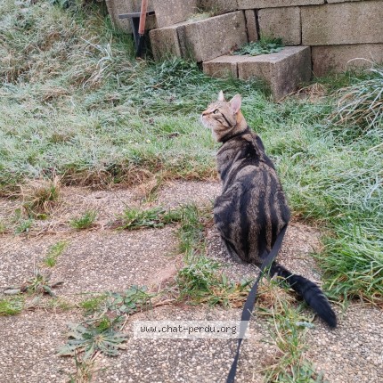 Photo 1/1 p'tit cucul Chat perdu à Baccarat