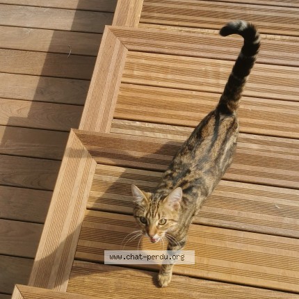 Photo 1/1 Chat trouvé Trouvé à Sucy En Brie Chat Tigr