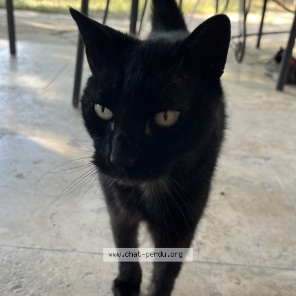 Photo 1/1 Charlotte Chat perdu à Nimes