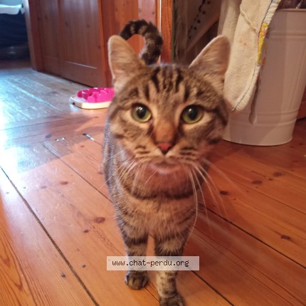 Photo 1/1 Ray Chat perdu à Loos