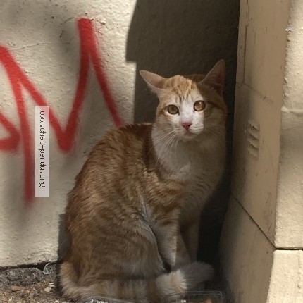 Photo 1/1 Chat trouvé Trouvé à Marseille