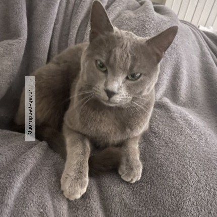 Photo 1/2 SHELBY Chat perdu à Betschdorf