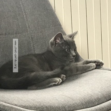 Photo 2/2 SHELBY Chat perdu à Betschdorf