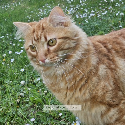 Photo 1/1 Vercors Chat perdu à Varces allieres et risset