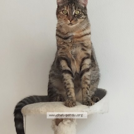 Photo de chat perdu à Meudon