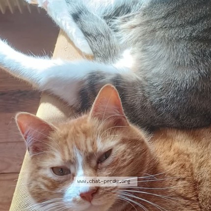 Photo 1/1 Camel Chat perdu à Espalion