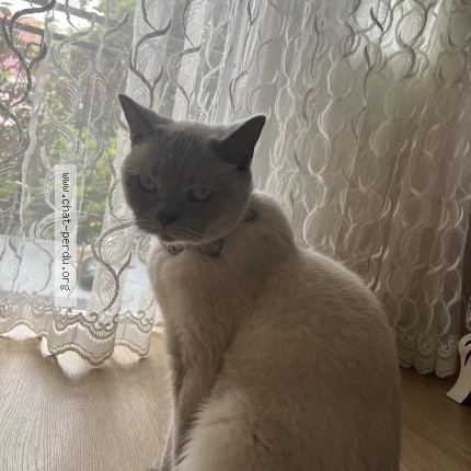 Photo 1/1 muhtar Chat perdu à Bobigny