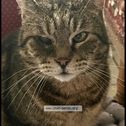Photo 1/1 Lucky Chat perdu à Le chatelet en brie