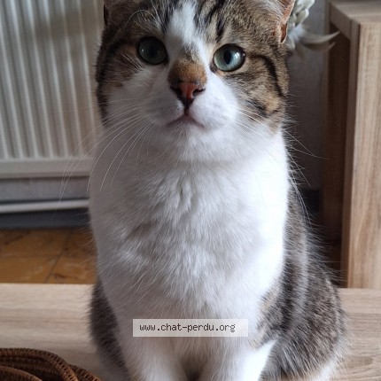 Photo 1/1 Lupin Chat perdu à Fourmies
