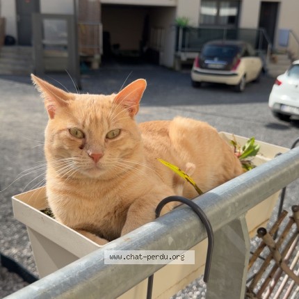 Photo 1/1 sami Chat perdu à Bordeaux