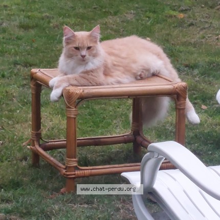 Photo de chat perdu à Liege