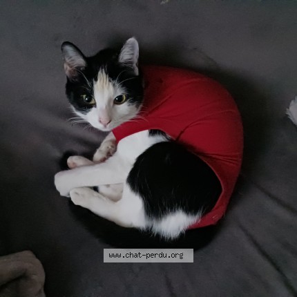 Photo 1/1 astra Chat perdu à Fechain