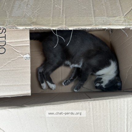 Photo 1/1 Chat trouvé Trouvé à Claye souilly