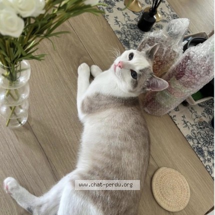 Photo 1/1 leïko Chat perdu à Angers