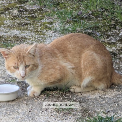 Photo de chat trouvé à Montpellier