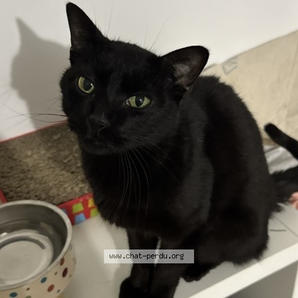 Photo de chat perdu à Toulouse