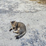 zouzou