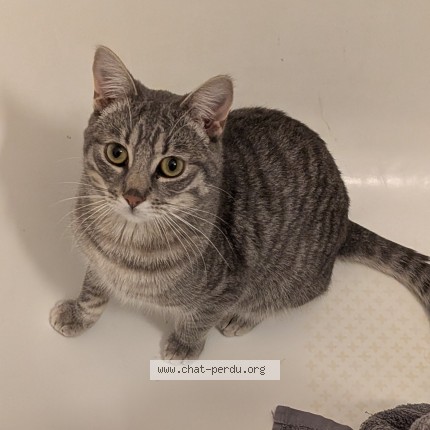 Photo 1/1 Pixel Chat perdu à La roche sur yon