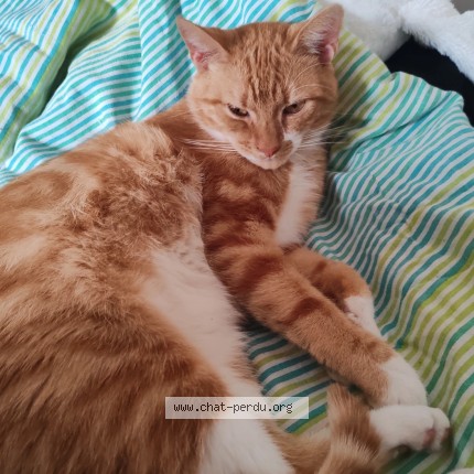 Photo de chat perdu à Liege