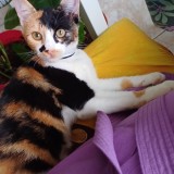 Maya