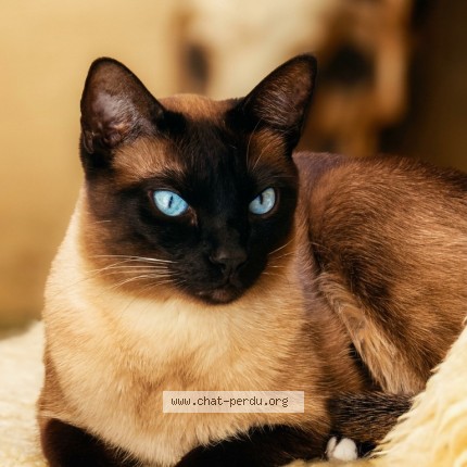 Photo 1/1 Mykassa Chat perdu à Luc
