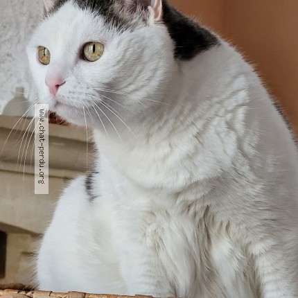 Photo 1/1 Ivy Chat perdu à Murs