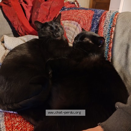 Photo 1/1 Circée Chat perdu à Rennes