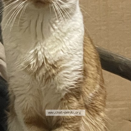 Photo de chat perdu à Nanterre