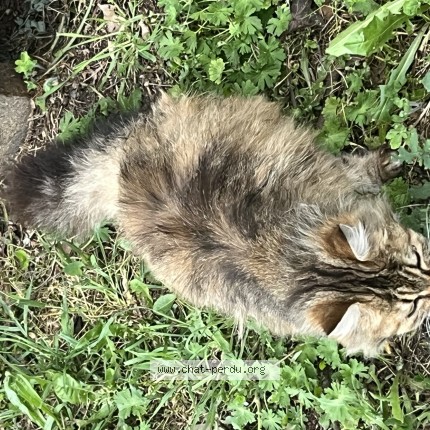 Photo 1/1 Chat trouvé Trouvé à Saint chamond