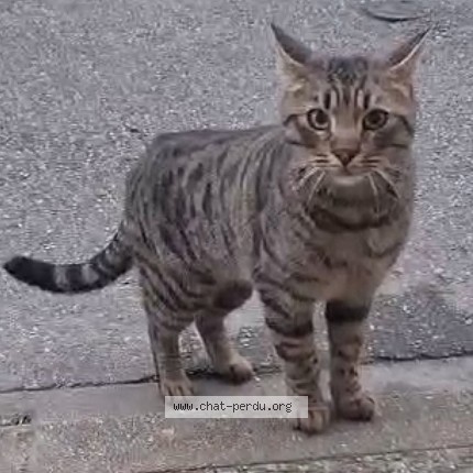 Photo 1/2 Chat trouvé Trouvé à Pamiers