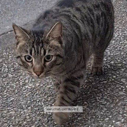 Photo 2/2 Chat trouvé Trouvé à Pamiers