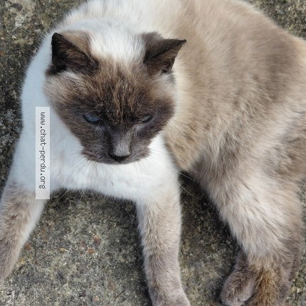 Photo 1/1 Chat trouvé Trouvé à Perche En Noce