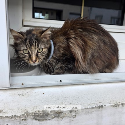 Photo 1/1 Chat trouvé Trouvé à Le mans