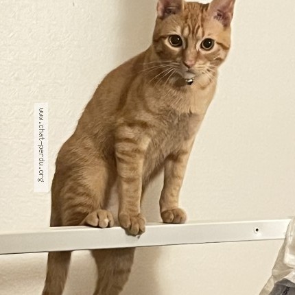 Photo 1/1 kimo Chat perdu à Le taillan medoc