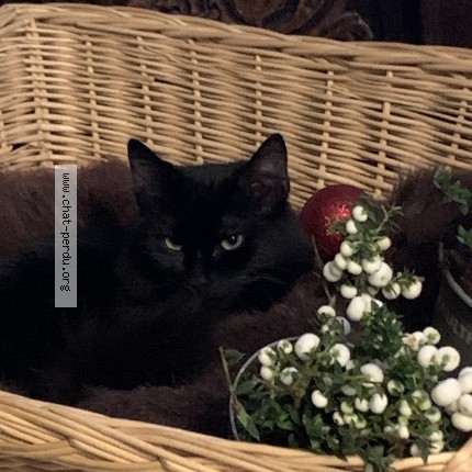 Photo de chat perdu à Anderlecht