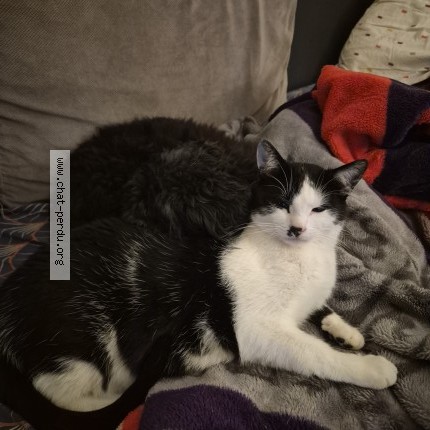 Photo 1/1 Ferdinand Chat perdu à Chateau gontier sur mayenne
