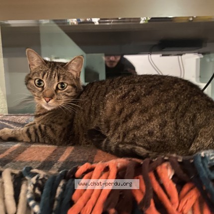 Photo 1/1 Chat retrouvé Perdu à Toulouse