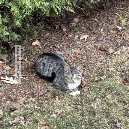 Photo 1/1 Chat trouvé Trouvé à Varennes