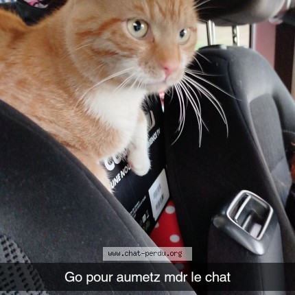 Photo de chat perdu à Aumetz