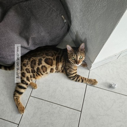 Photo 1/1 Yoshi Chat perdu à Mulhouse