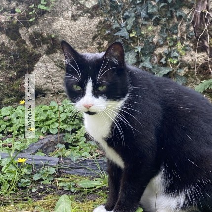 Photo 1/1 Chat retrouvé Perdu à La baule escoublac