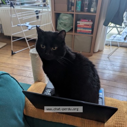 Photo 1/1 Mokatoni Chat perdu à Schaerbeek