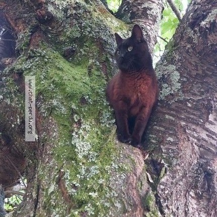 Photo 2/3 Raya Chat perdu à Aire sur l adour